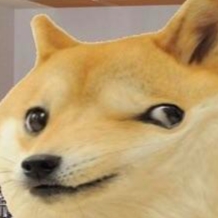 D-Guy