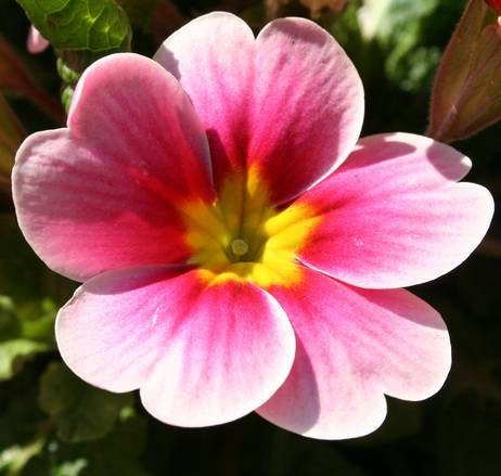 Primmrose