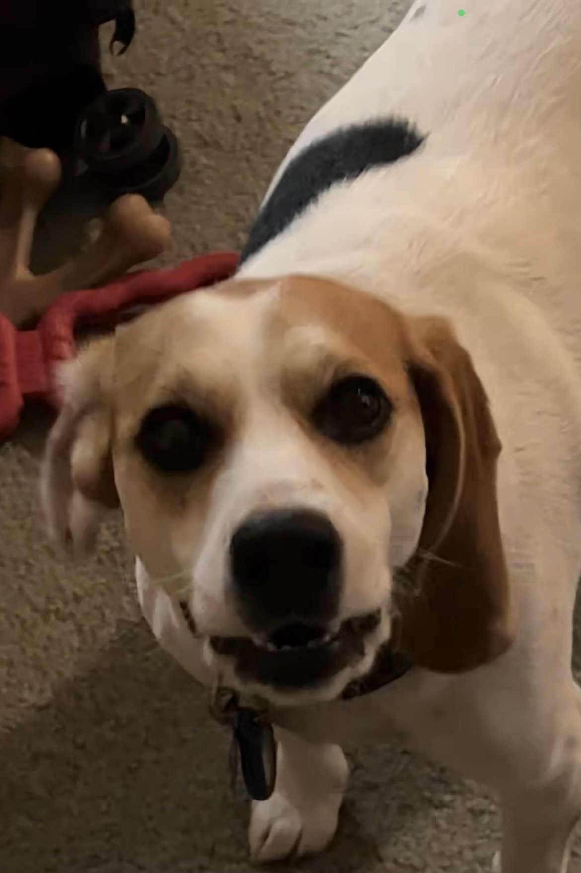 Beagle profile