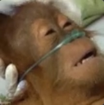 NappaSoupe