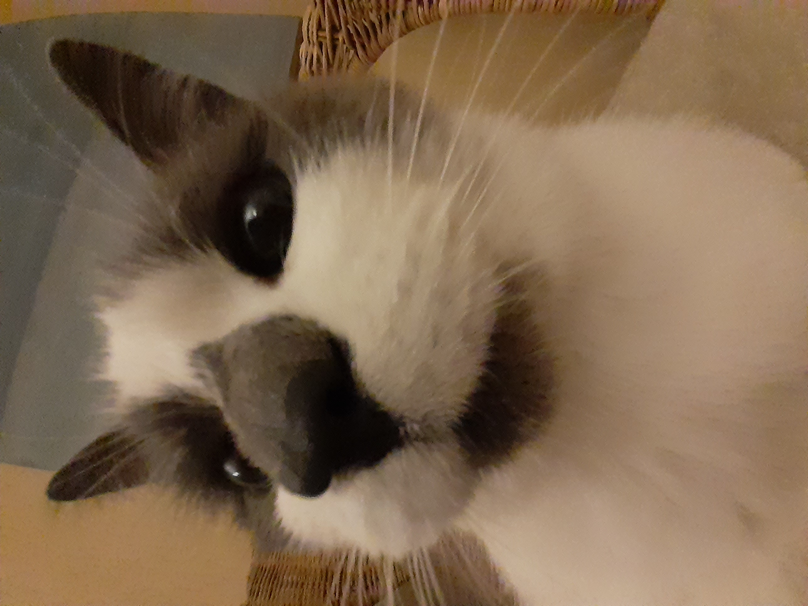 CatsomeArtifacts