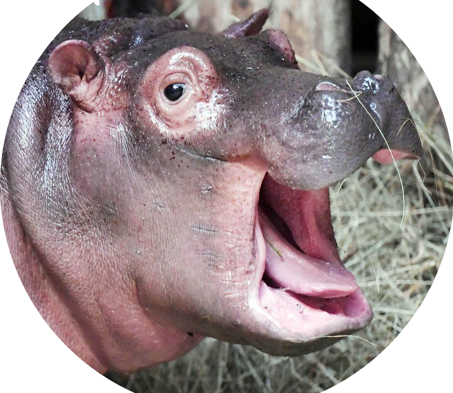 Frankopotamus