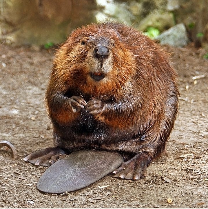 Beavver8