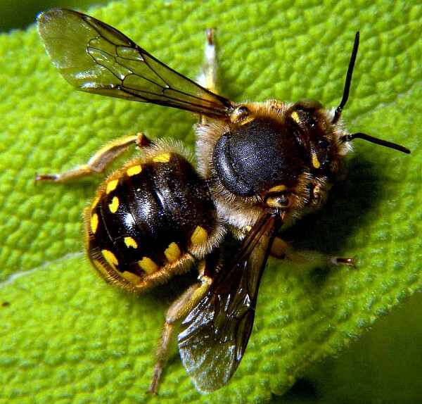 Beedozer
