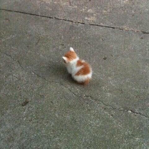 Pax2099