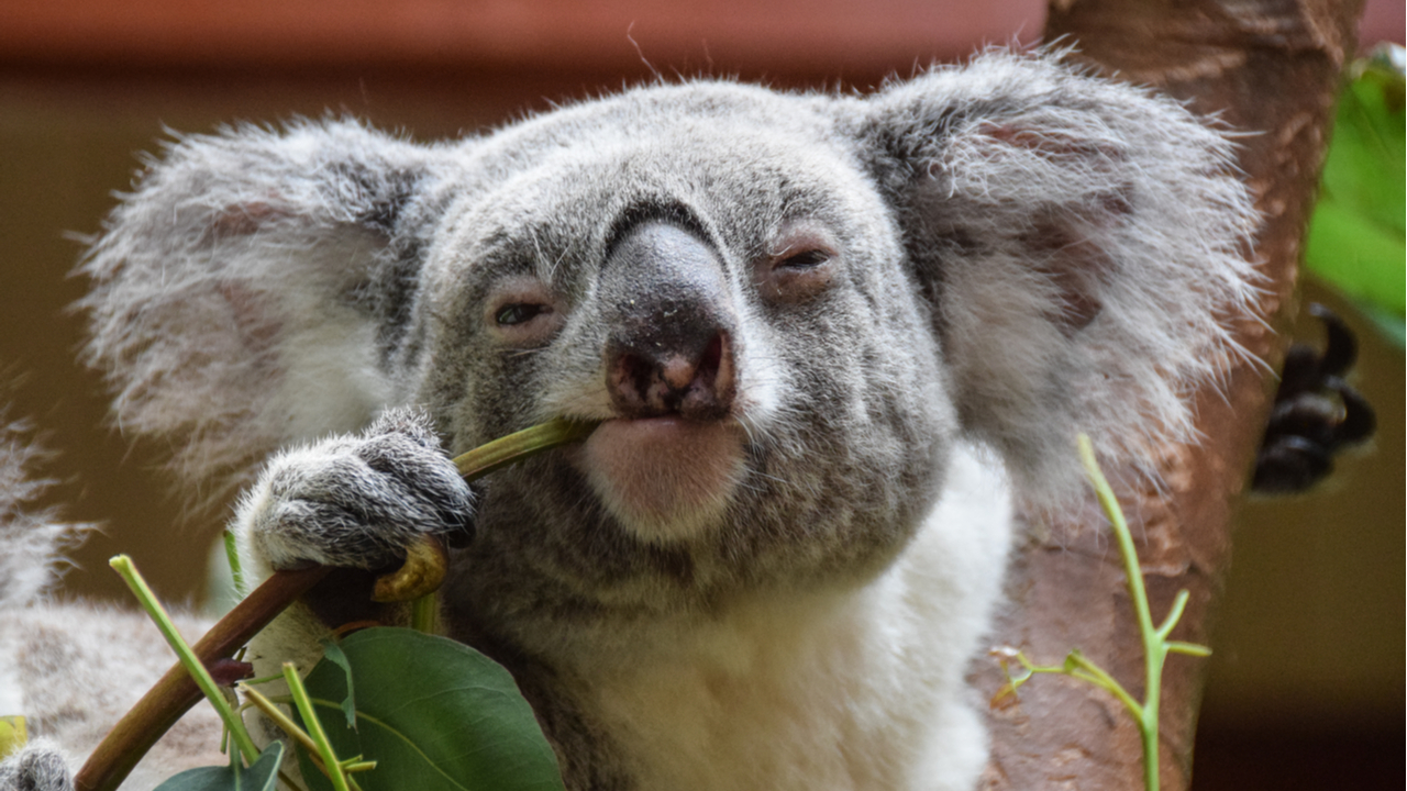SirMowgli