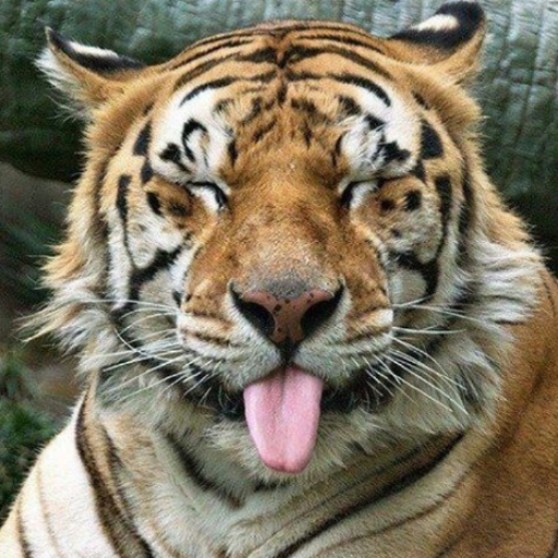 TIGERKHAN