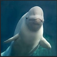 Beluga