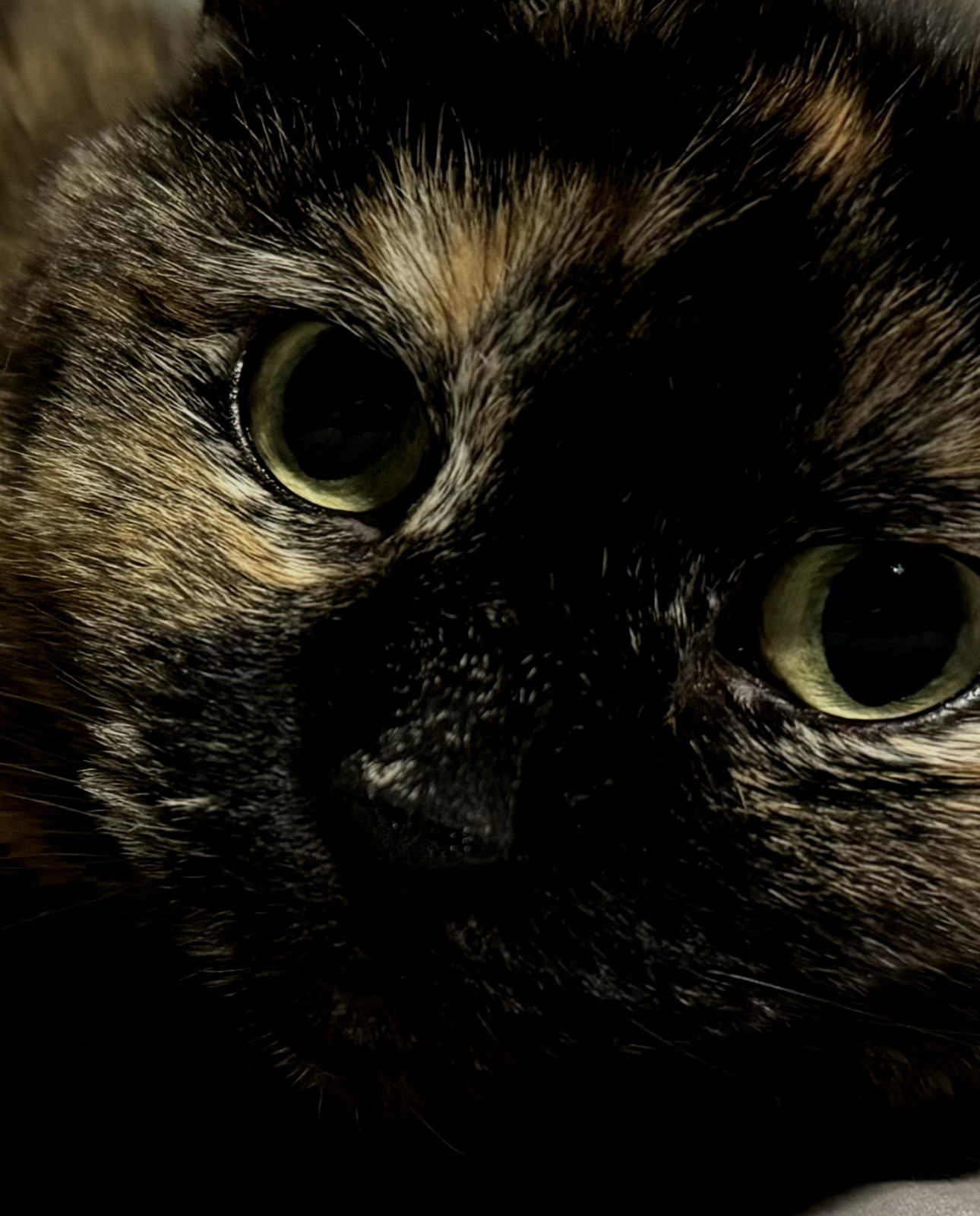 Jabby_Cat