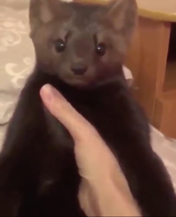 Marko