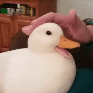 Aleki
