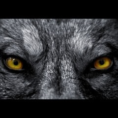 MindWolf