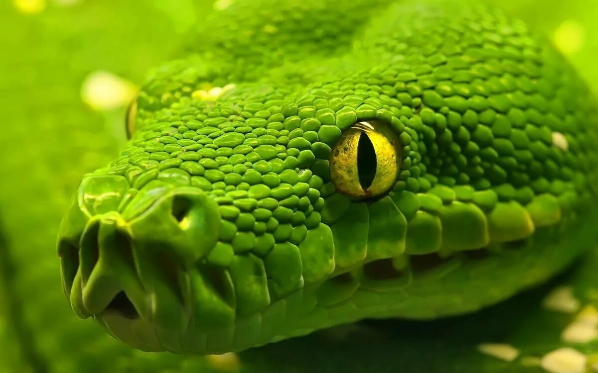 Erzel