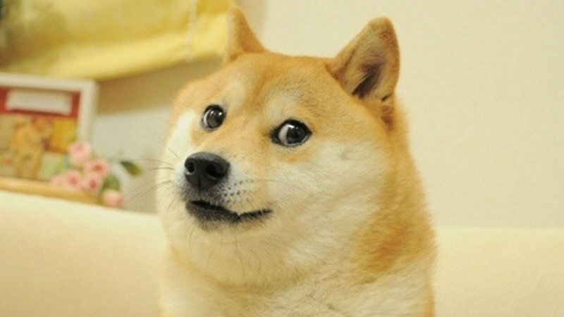 TheShinyShiba