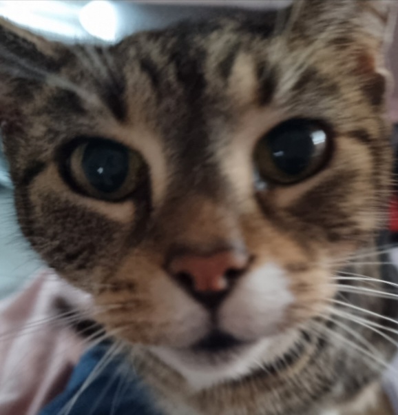 Leela