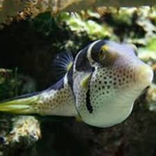 でめふぐ