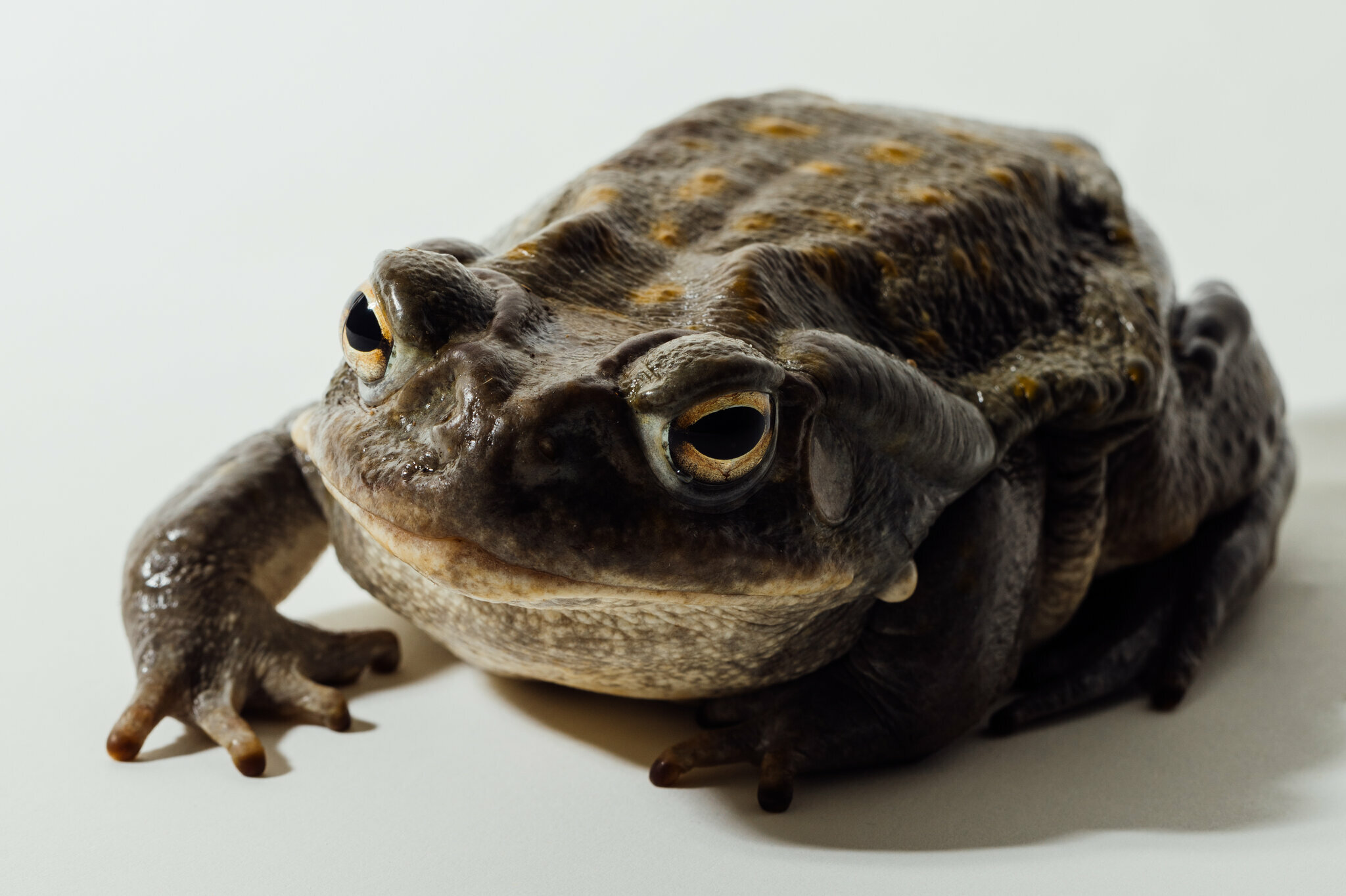 Toasted_Toad