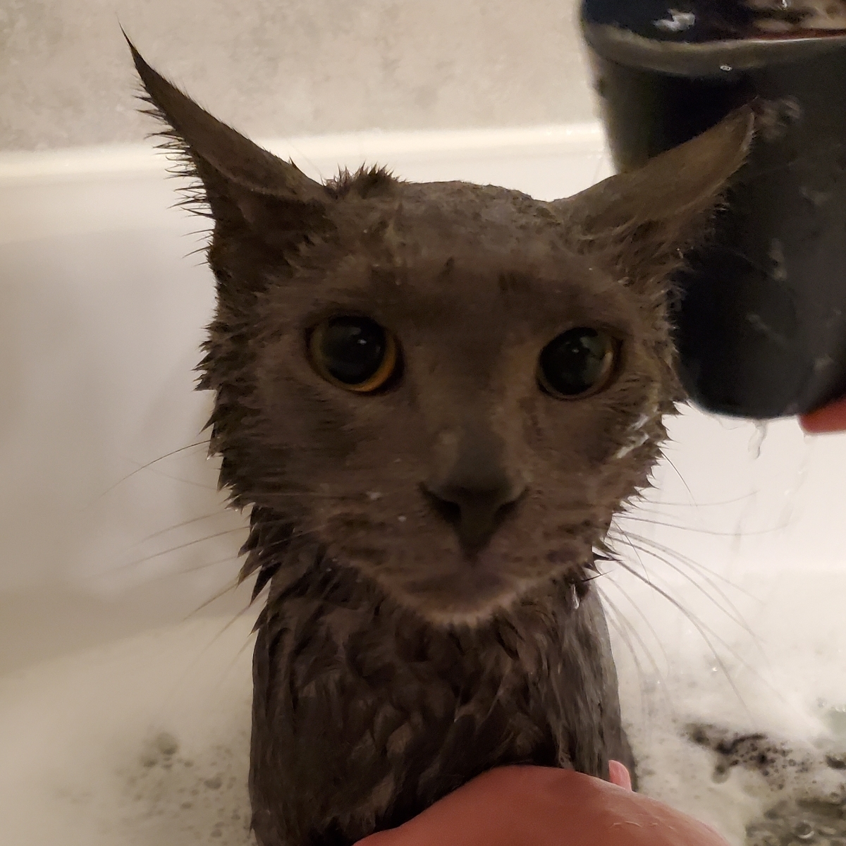 SnaggleTooth profile