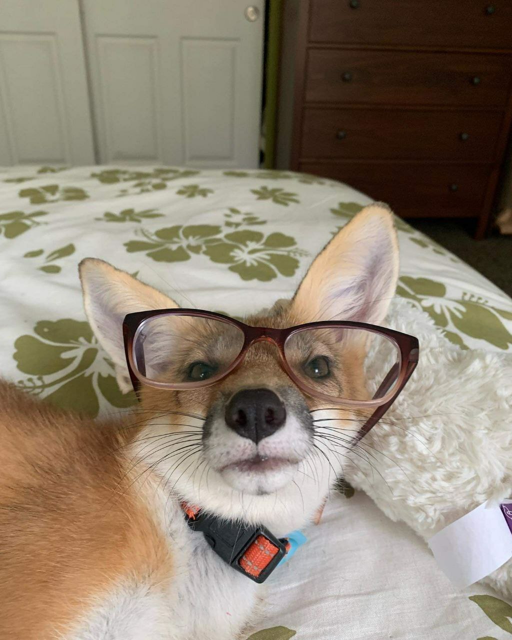 Braixen