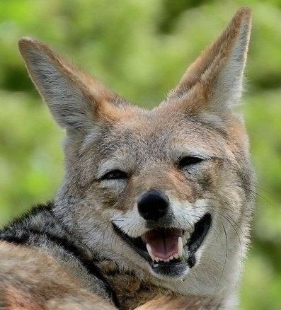 DobroJackal