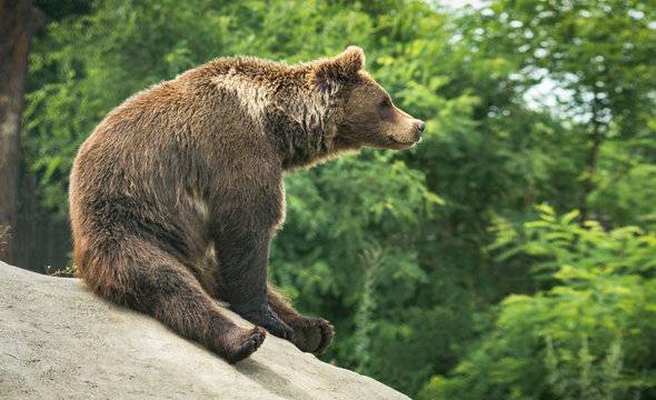 bearz