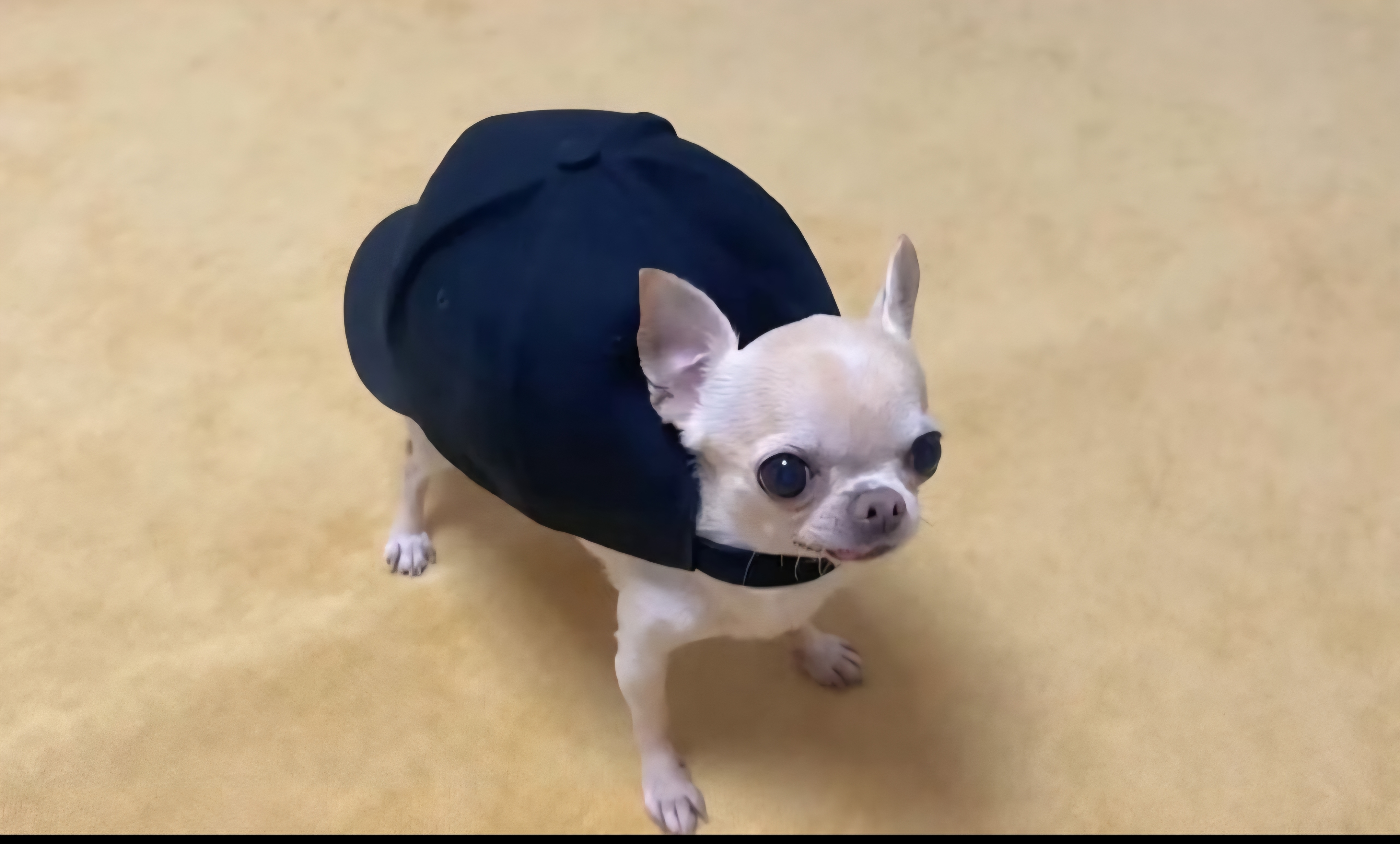 NanditoTheBandito