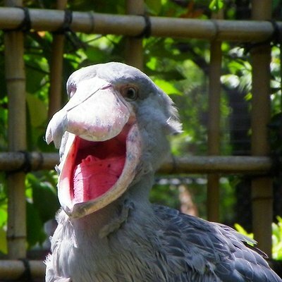 クロコ/Croco