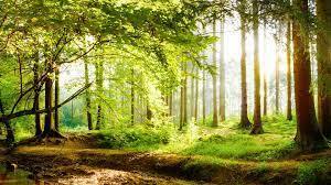 Wald