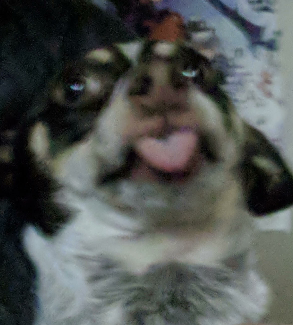 Omaemae