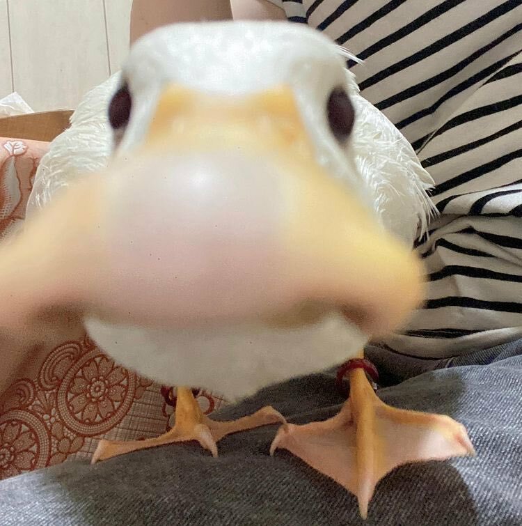Zapper