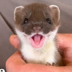 sillygoober12