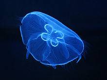 Luminous Jellyfish