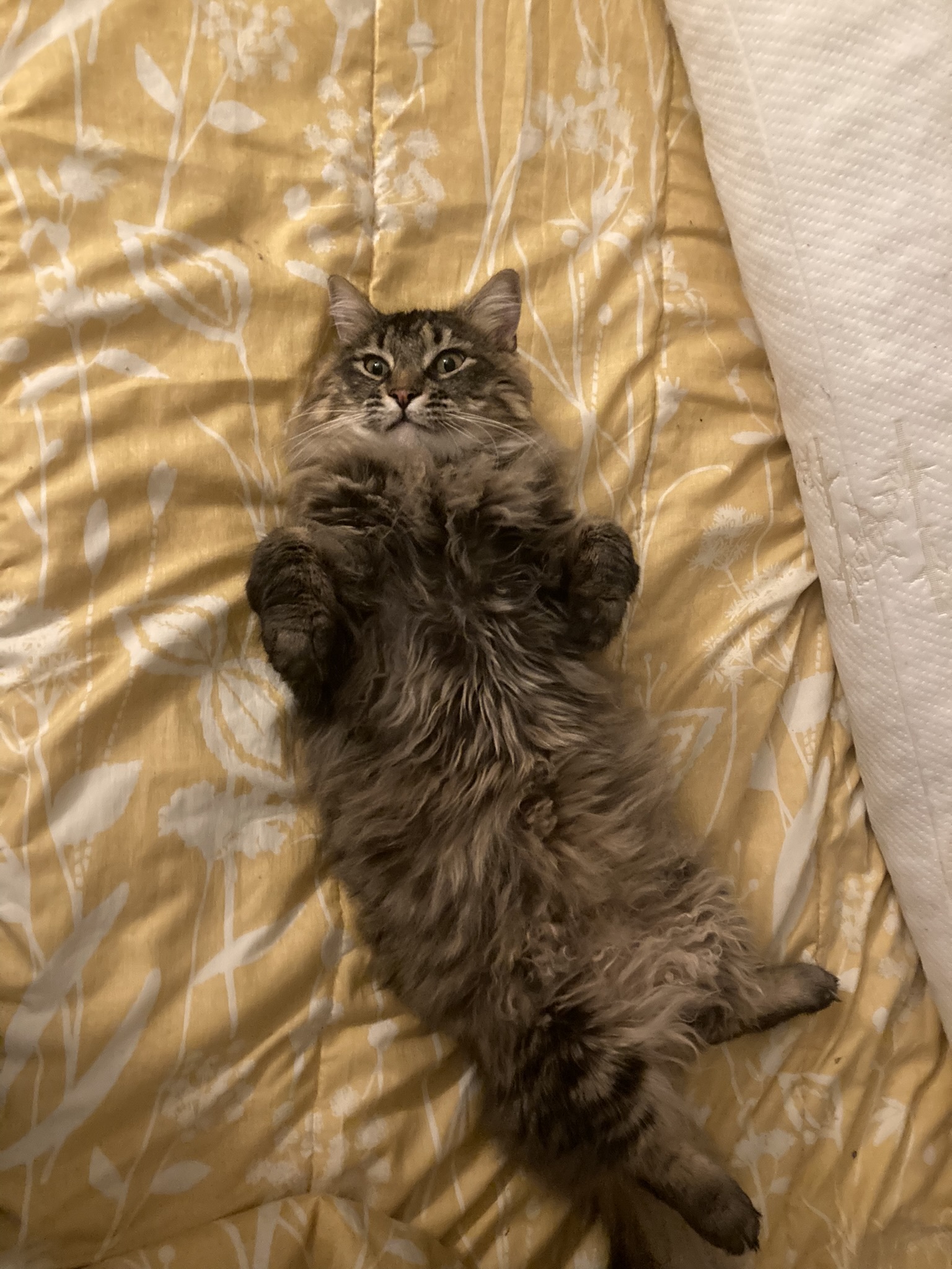 Spadorf