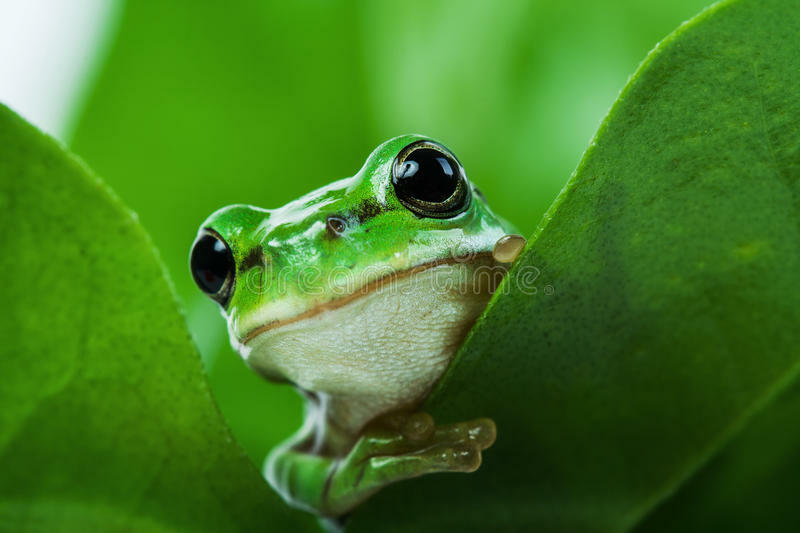Frosch