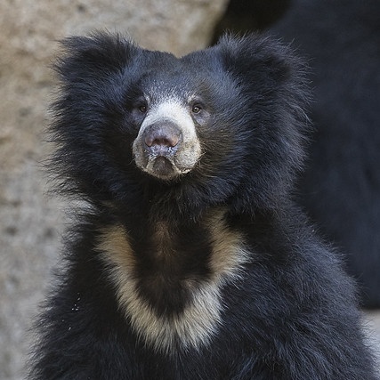 Bog-Bear