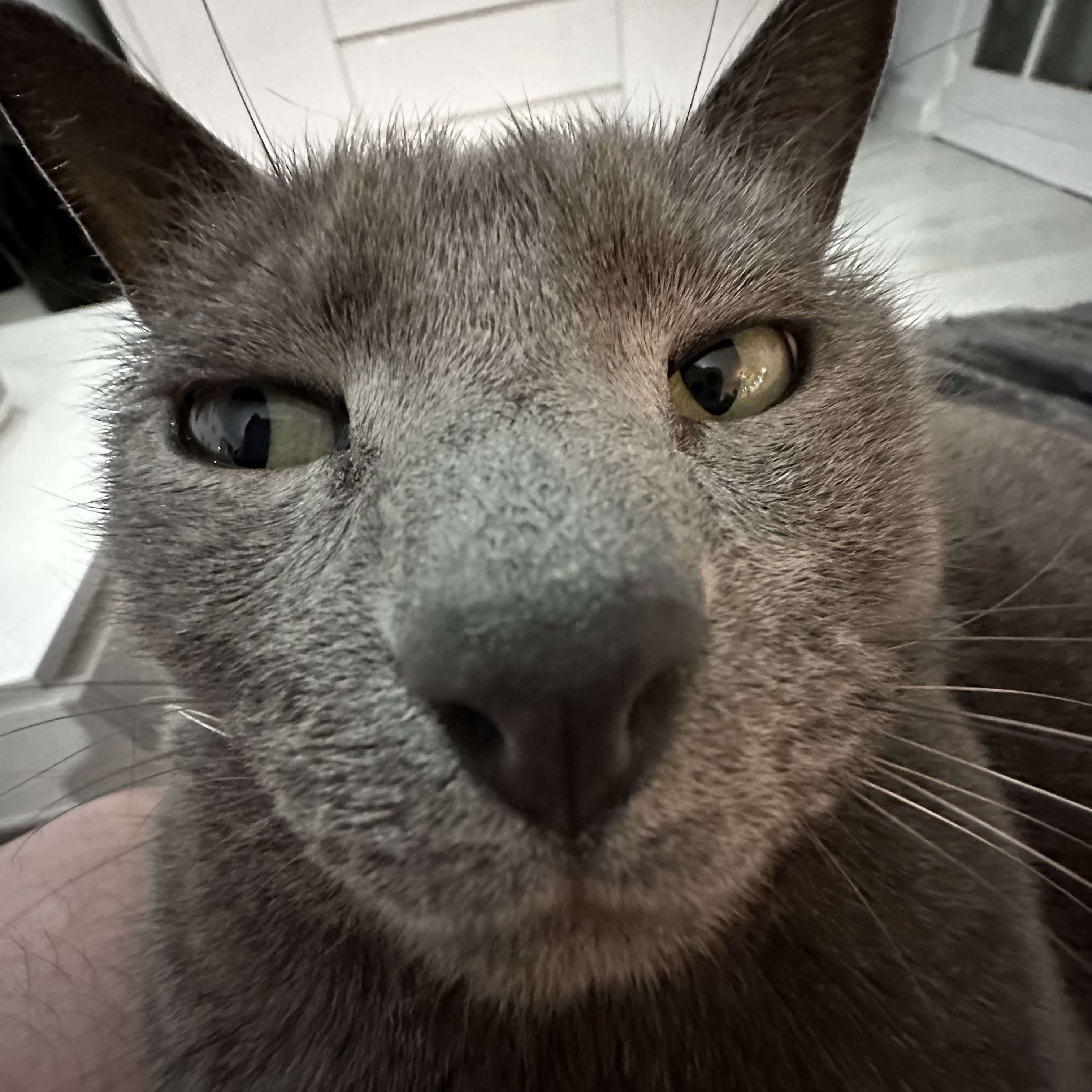 Megatron