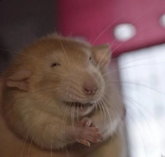 RatKingAlex profile