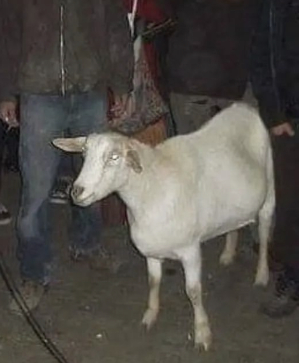Mello La Cabra