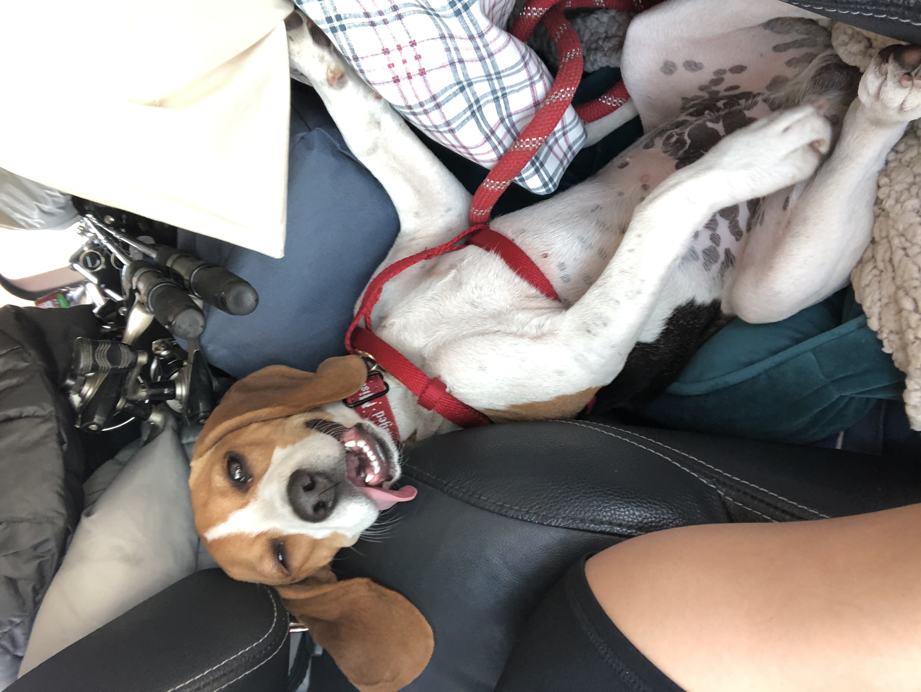 Tuck Dynasty profile