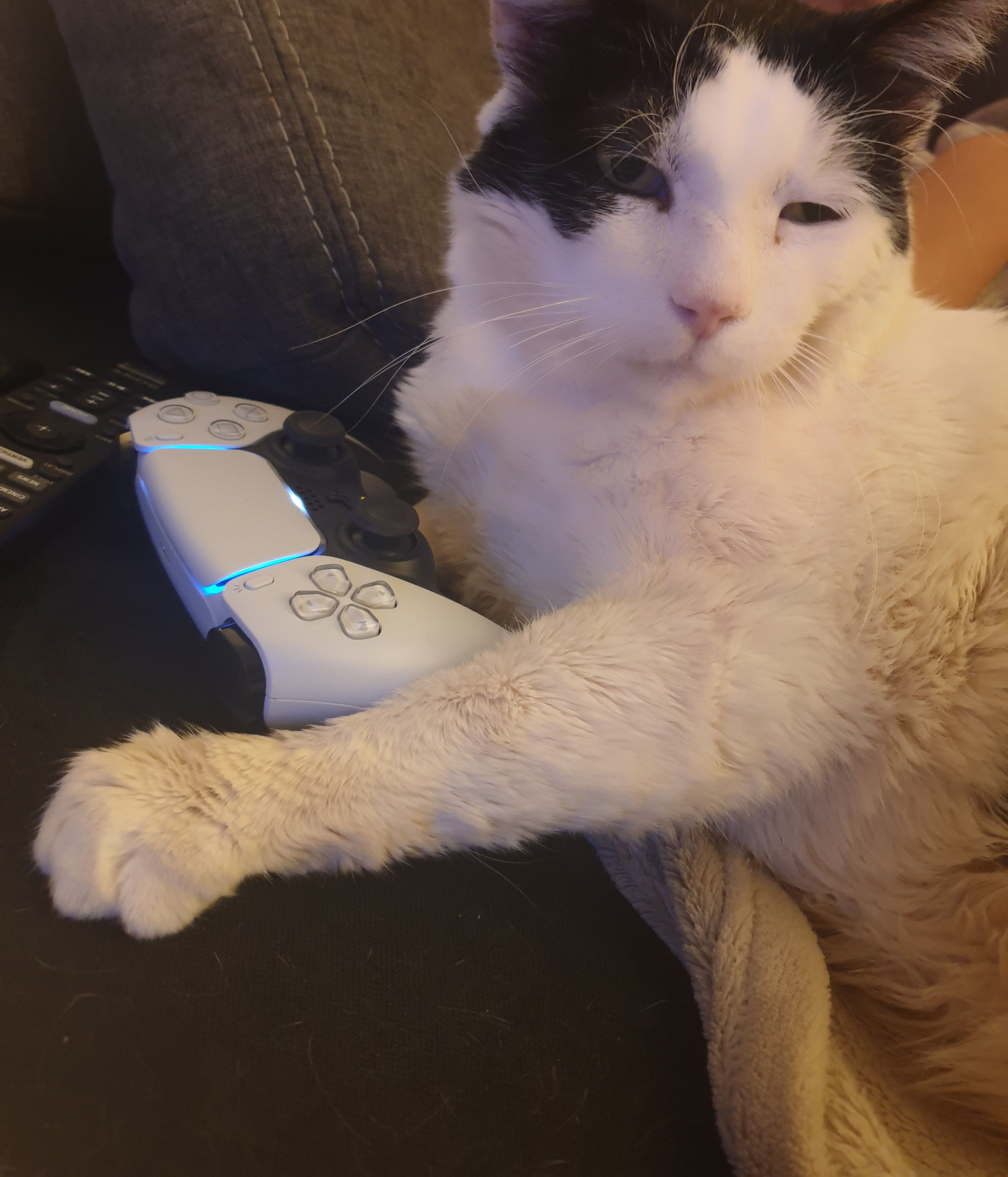 LionhartZ