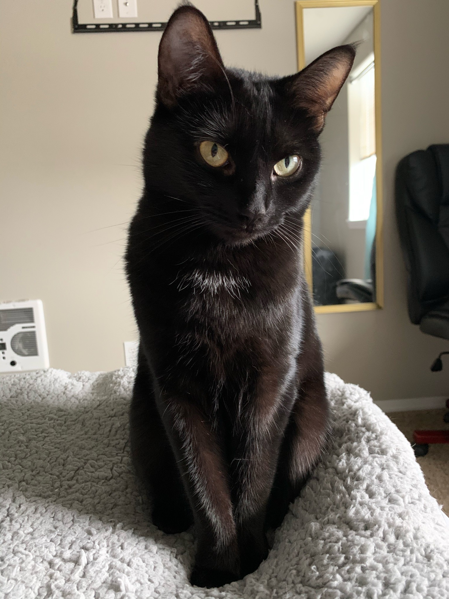 blackmambacats