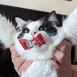 Jimothy