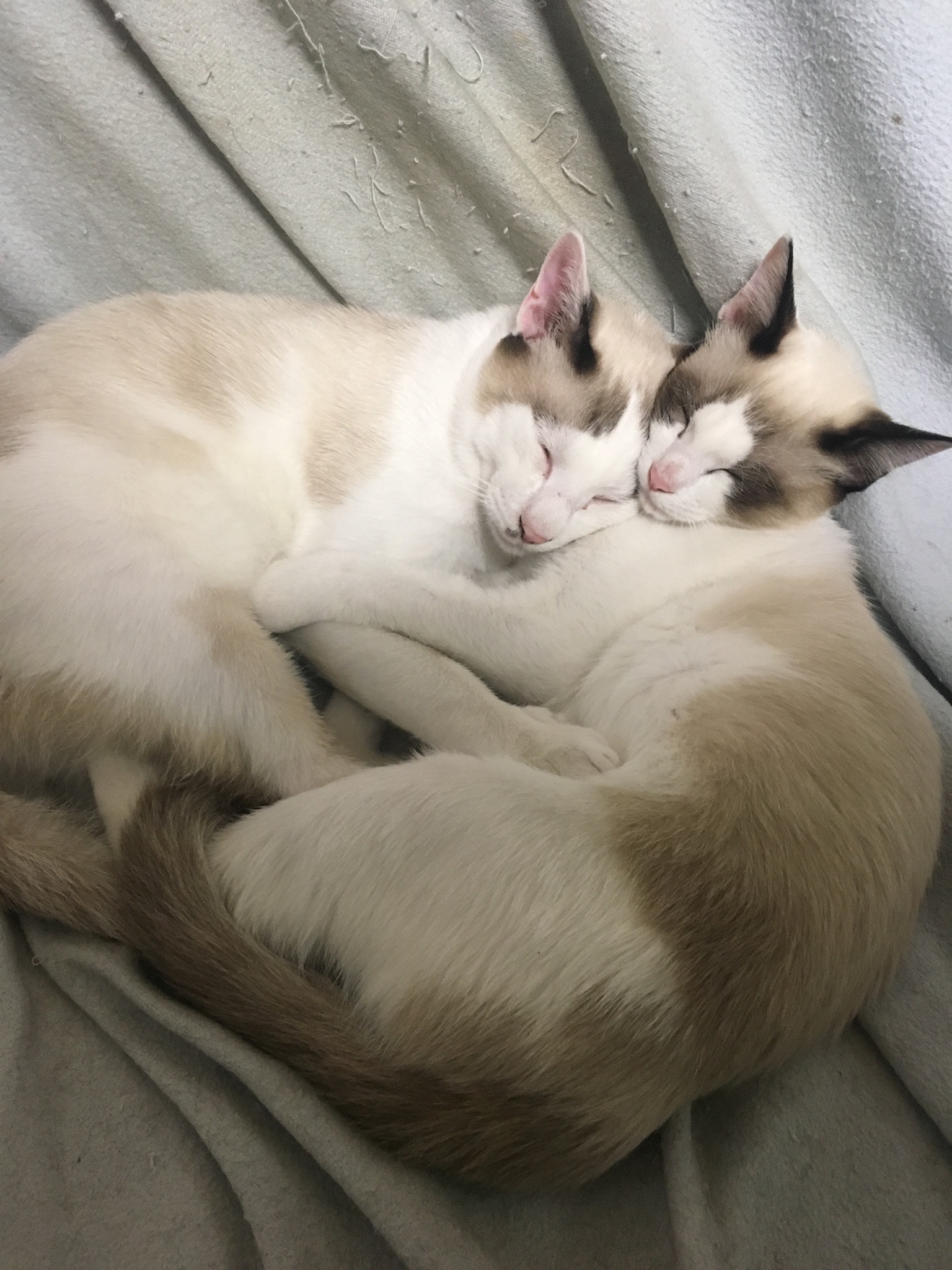 Amour