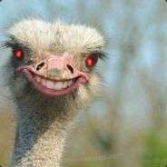 Strutsi
