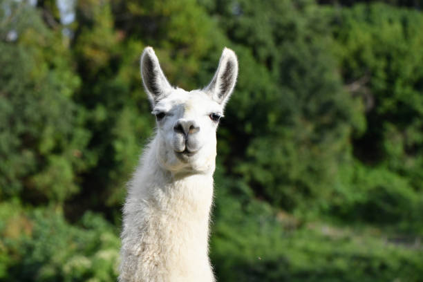 AwildLLAMA