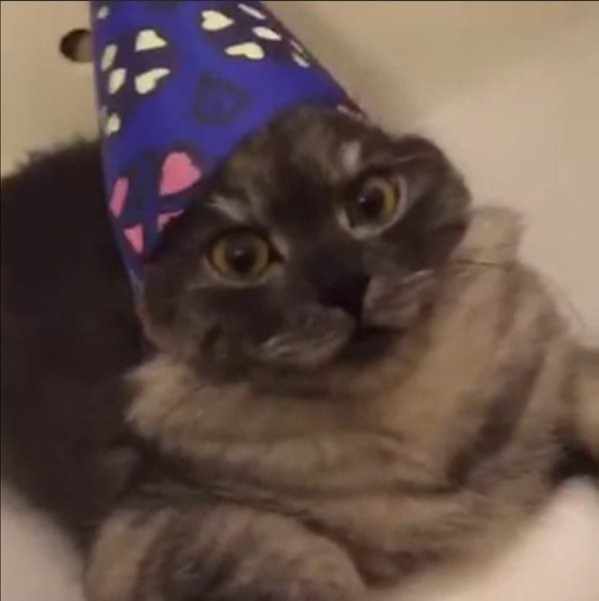 WizardKing