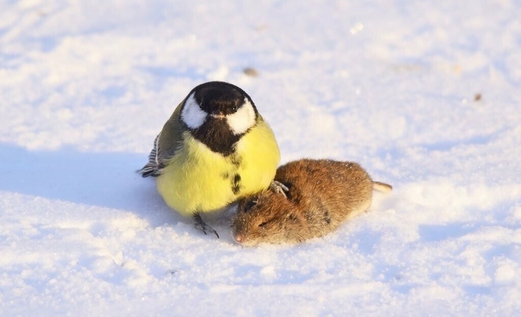 Savagebirb