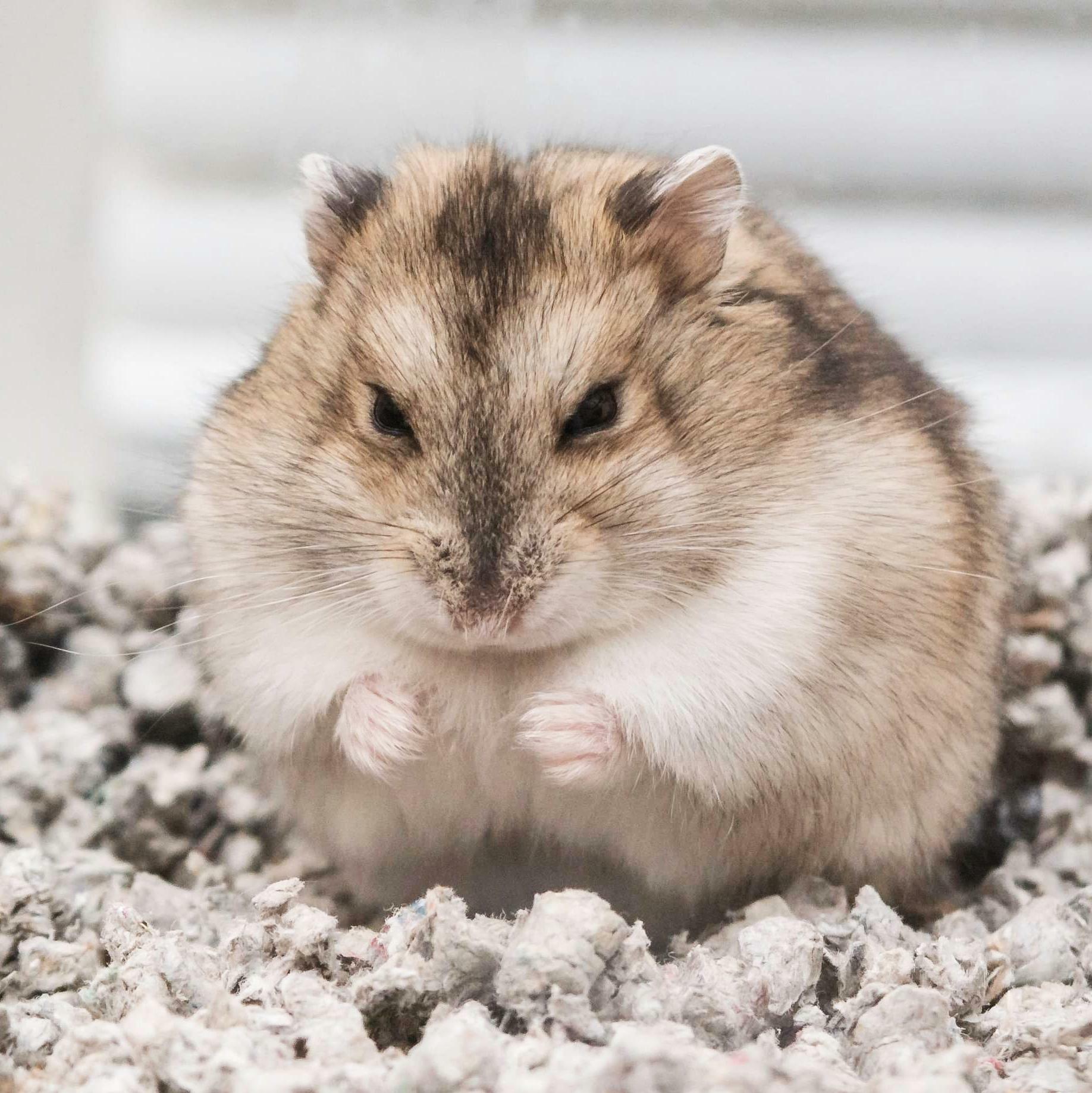 hamster^