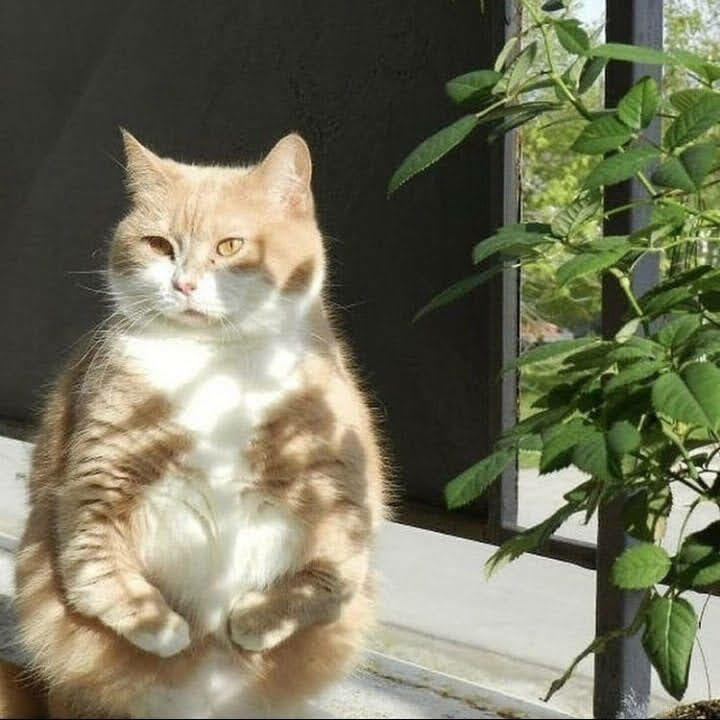Cat_Guy_:3