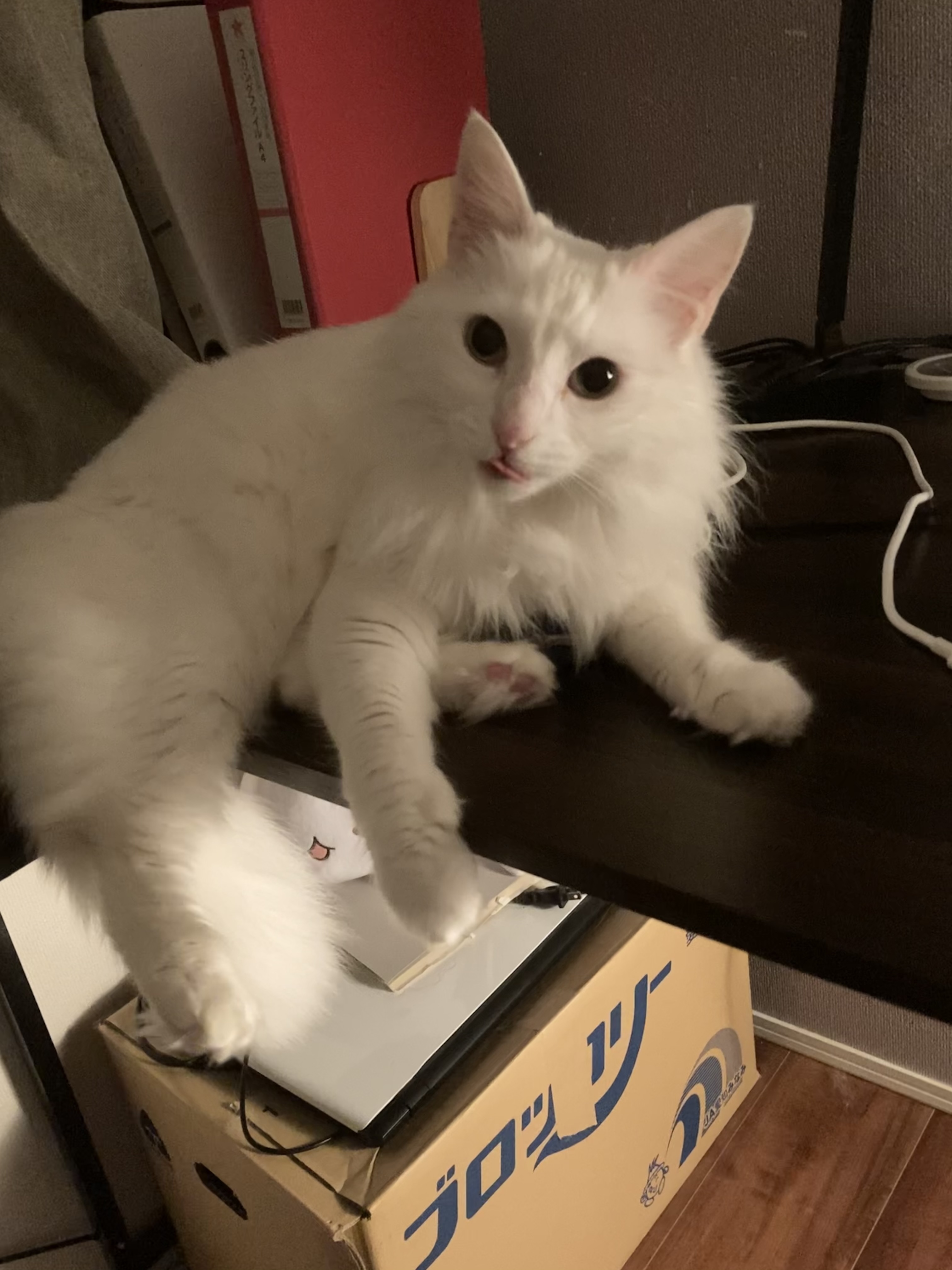 SHIRO